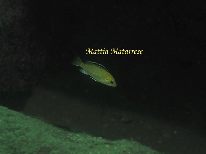 Labidochromis caeruleus 'Lion's Cove'